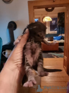 Foto №2 zu Ankündigung № 130171 zu verkaufen maine-coon-katze - einkaufen Deutschland quotient 	ankündigung