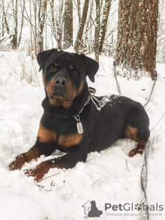 Foto №1. rottweiler - zum Verkauf in der Stadt Москва | Frei | Ankündigung № 127752