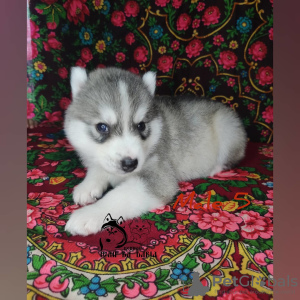 Foto №4. Ich werde verkaufen siberian husky in der Stadt Woronesch. vom kindergarten - preis - verhandelt