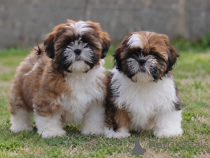 Foto №2 zu Ankündigung № 176290 zu verkaufen shih tzu - einkaufen Belgien 
