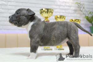 Foto №4. Ich werde verkaufen american bully in der Stadt Chisinau. vom kindergarten, züchter - preis - 1200€