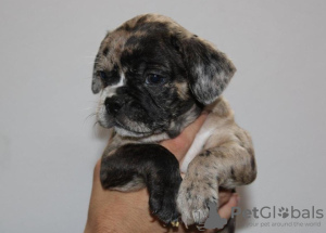 Foto №3. EXOTISCHE Französische Bulldoggenwelpen. Serbien