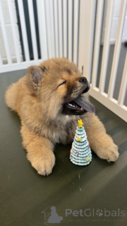 Foto №3. Winters wunderschöne Chowski-Welpen. USA