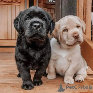 Foto №2 zu Ankündigung № 174966 zu verkaufen labrador retriever - einkaufen Deutschland quotient 	ankündigung