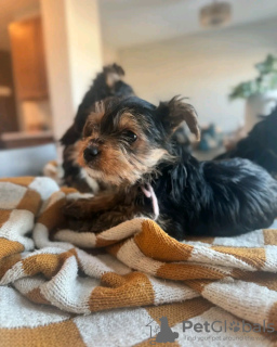 Foto №3. Toilette ausgebildet Yorkshire. Slowakei