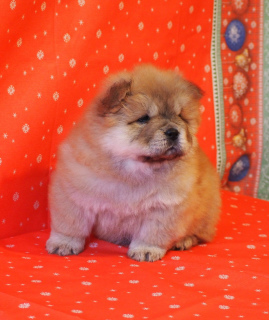 Foto №3. Chow-Chow-Welpen. Russische Föderation