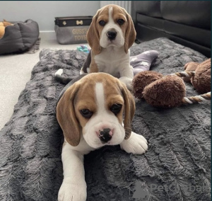 Zusätzliche Fotos: Wunderschöne englische Beagle-Welpen zu verkaufen