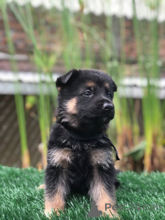 Foto №1. deutscher schäferhund - zum Verkauf in der Stadt Zachris | verhandelt | Ankündigung № 157840