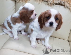 Foto №1. cavalier king charles spaniel - zum Verkauf in der Stadt München | verhandelt | Ankündigung № 43183