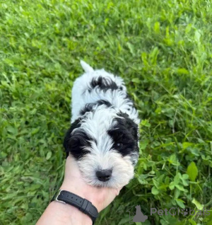 Foto №3. Cavapoo-Welpen schreiben Sie mir per WhatsApp an 44 7453 907158. Deutschland