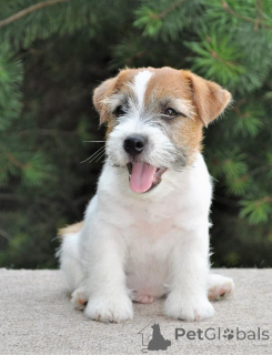 Foto №2 zu Ankündigung № 160800 zu verkaufen jack russell terrier - einkaufen Niederlande quotient 	ankündigung, züchter