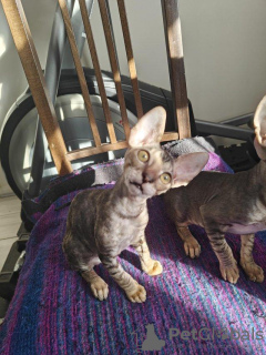 Foto №3. Cornish Rex Kätzchen. Deutschland