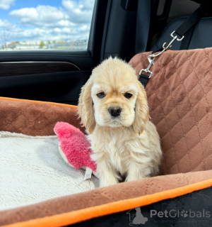 Foto №2 zu Ankündigung № 168949 zu verkaufen amerikanischer cocker spaniel - einkaufen Deutschland züchter
