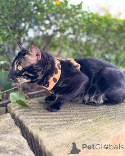 Foto №2 zu Ankündigung № 152773 zu verkaufen bengal katzenrasse - einkaufen Frankreich quotient 	ankündigung