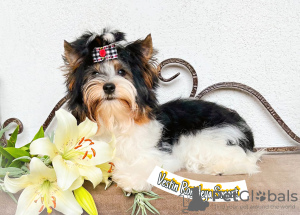 Foto №3. Biewer Yorkshire Terrier. Weißrussland