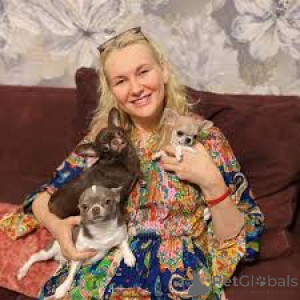 Foto №1. chihuahua - zum Verkauf in der Stadt Brüssel | 700€ | Ankündigung № 164086