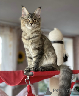 Foto №2 zu Ankündigung № 163183 zu verkaufen maine-coon-katze - einkaufen Deutschland züchter