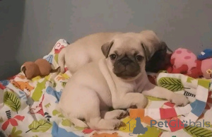 Foto №4. Ich werde verkaufen mops in der Stadt Bristol. quotient 	ankündigung - preis - 1200€