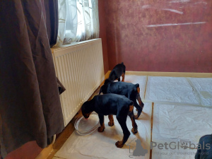 Zusätzliche Fotos: Reinrassige Dobermann-Welpen im Alter von 2 Monaten zu verkaufen.