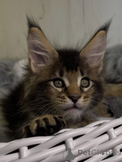 Foto №1. maine-coon-katze - zum Verkauf in der Stadt Alabama | 1€ | Ankündigung № 161206