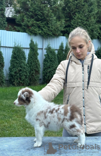 Foto №4. Ich werde verkaufen australian shepherd in der Stadt Tula. vom kindergarten, züchter - preis - verhandelt