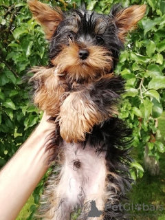 Foto №2 zu Ankündigung № 108998 zu verkaufen biewer terrier, yorkshire terrier - einkaufen Estland quotient 	ankündigung, vom kindergarten, züchter