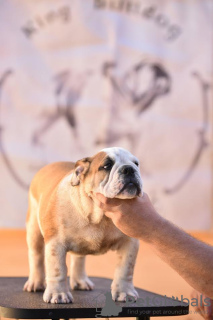 Foto №4. Ich werde verkaufen englische bulldogge in der Stadt Ljig.  - preis - verhandelt