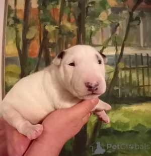 Foto №2 zu Ankündigung № 50291 zu verkaufen bullterrier - einkaufen Polen quotient 	ankündigung