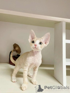 Foto №3. Peterbald. Deutschland