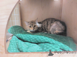 Foto №1.  - zum Verkauf in der Stadt Chimki | Frei | Ankündigung № 166394