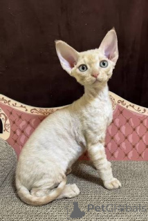 Foto №4. Ich werde verkaufen cornish rex in der Stadt Anderlecht. quotient 	ankündigung, züchter - preis - verhandelt