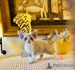 Foto №1. maine-coon-katze - zum Verkauf in der Stadt Rüdersdorf | 450€ | Ankündigung № 166310