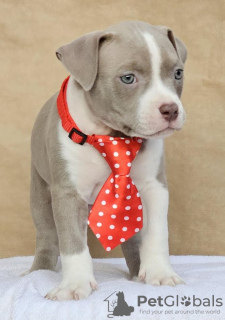 Foto №3. American Bully Pocket. Serbien