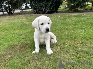 Foto №2 zu Ankündigung № 136866 zu verkaufen labrador retriever - einkaufen Deutschland 
