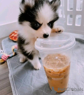 Foto №1.  - zum Verkauf in der Stadt Chicago | verhandelt | Ankündigung № 161317