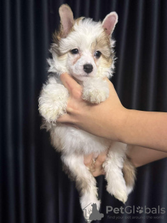 Foto №2 zu Ankündigung № 131413 zu verkaufen chinesischer schopfhund - einkaufen Slowakei züchter