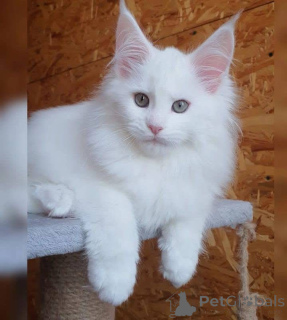 Foto №3. Scottish Fold-Kätzchen stehen zur Vermittlung und Adoption zur Verfügung.. Australien
