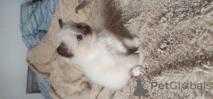 Foto №1. birma-katze - zum Verkauf in der Stadt Аликанте | 1500€ | Ankündigung № 136049