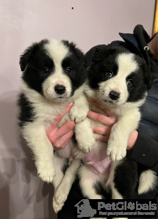 Foto №2 zu Ankündigung № 134628 zu verkaufen border collie - einkaufen Finnland 