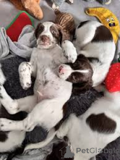 Foto №3. Englischer Springer Spaniel-Welpe zum Verkauf. Belgien