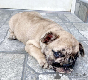 Foto №1. französische bulldogge - zum Verkauf in der Stadt Prokuplje | verhandelt | Ankündigung № 113032