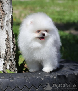 Foto №3. Pomeranischer Spitz Pomerankov. Österreich