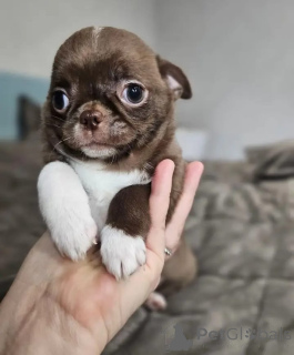 Foto №2 zu Ankündigung № 165372 zu verkaufen chihuahua - einkaufen Deutschland 