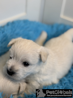 Foto №3. West Highland White Terrier männlicher FCI. Polen