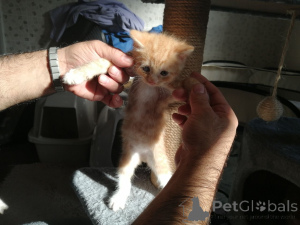 Foto №3. Reine Maine-Coon-Kätzchen zu verkaufen. Deutschland