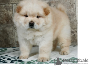 Foto №1. chow-chow - zum Verkauf in der Stadt Валлетта | 400€ | Ankündigung № 58298