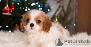 Foto №1. cavalier king charles spaniel - zum Verkauf in der Stadt Berlin | 995€ | Ankündigung № 33340