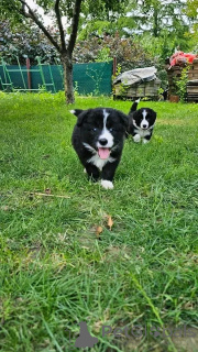 Foto №1. miniatur-amerikanischer schäferhund (aussie) - zum Verkauf in der Stadt Berlin | verhandelt | Ankündigung № 137171