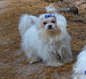 Foto №3. Der maltesische Klub KSU FCI steht im Zusammenhang mit der Ausreise über die. Ukraine