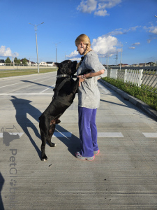 Foto №4. Ich werde verkaufen cane corso italiano in der Stadt Mogilyov. züchter - preis - 1400€